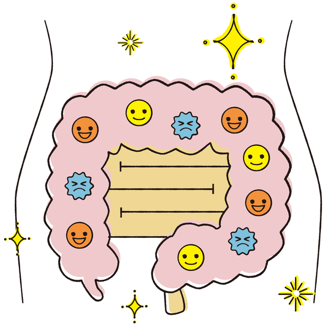 理想的な腸内フローラのイラスト