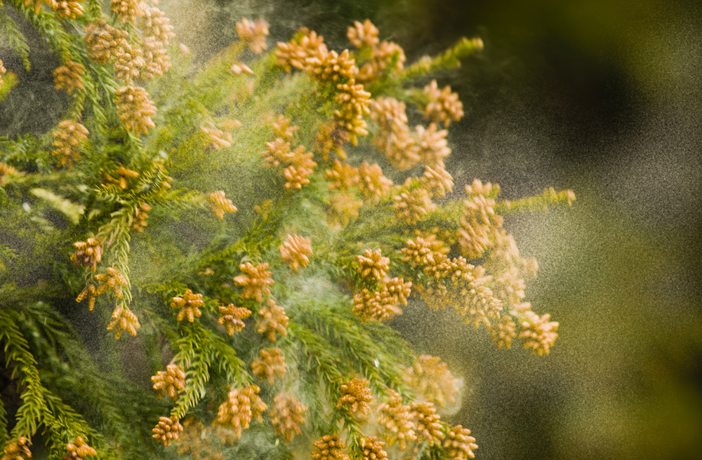 花粉